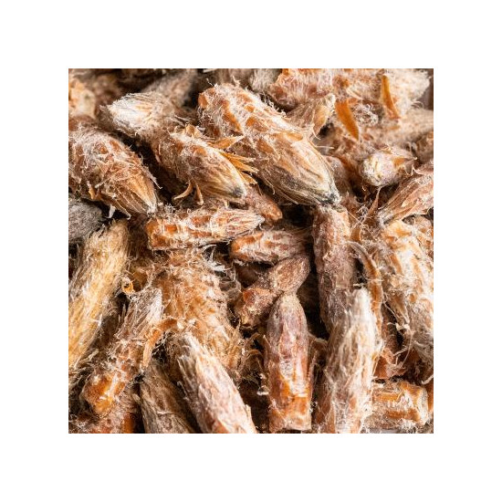 Pin sylvestre bio bourgeon 25g de Herboristerie et Esotérisme à Libourne dans 🫖 Thés, tisanes et infusions