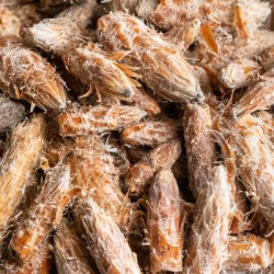 Pin sylvestre bio bourgeon 25g de Herboristerie et Esotérisme à Libourne dans 🫖 Thés, tisanes et infusions