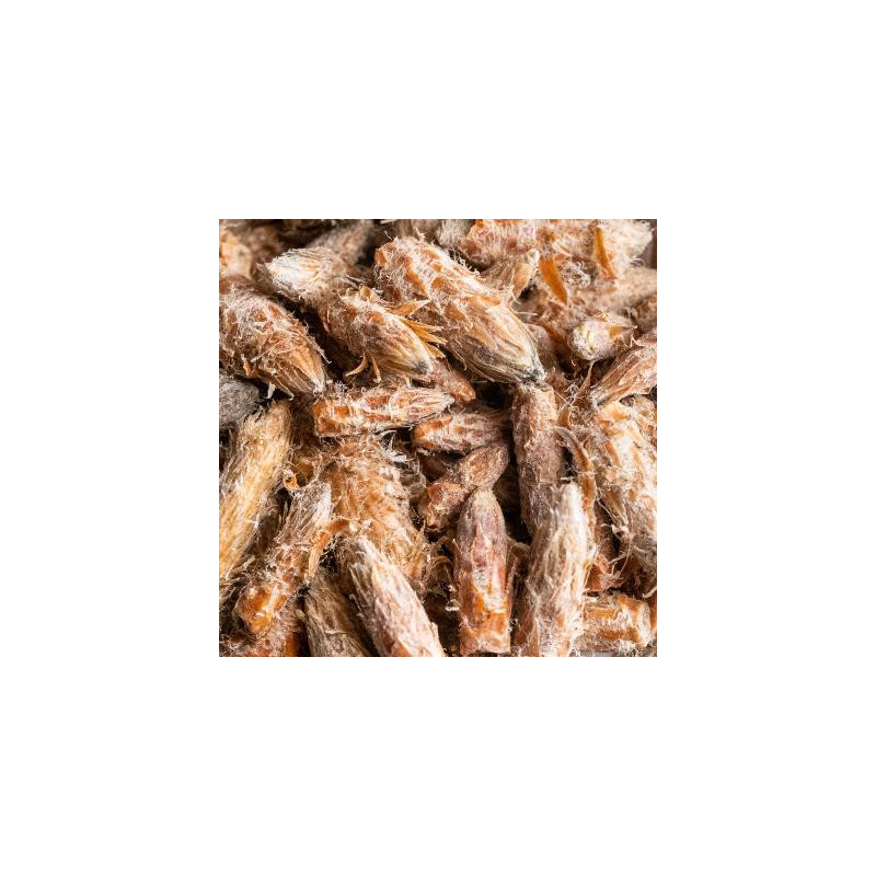 Pin sylvestre bio bourgeon 25g de Herboristerie et Esotérisme à Libourne dans 🫖 Thés, tisanes et infusions