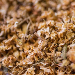 Sureau bio fleur 30g de Herboristerie et Esotérisme à Libourne dans 🫖 Thés, tisanes et infusions