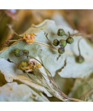 Tilleul des baronnies bio bractee france 25g de Herboristerie et Esotérisme à Libourne dans 🫖 Thés, tisanes et infusions