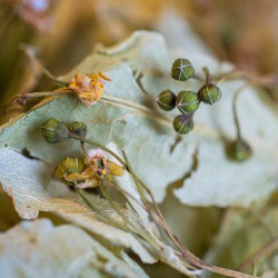 Tilleul des baronnies bio bractee france 25g de Herboristerie et Esotérisme à Libourne dans 🫖 Thés, tisanes et infusions