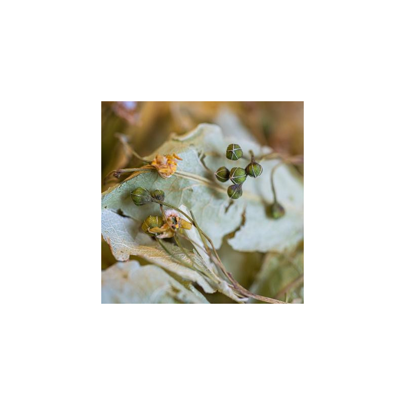 Tilleul des baronnies bio bractee france 25g de Herboristerie et Esotérisme à Libourne dans 🫖 Thés, tisanes et infusions