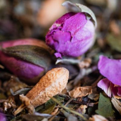 Tisane nuit paisible bio 50g de Herboristerie et Esotérisme à Libourne dans 🫖 Thés, tisanes et infusions