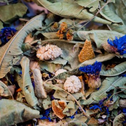 Tisane traditionnelle du soir bio 25g de Herboristerie et Esotérisme à Libourne dans 🫖 Thés, tisanes et infusions