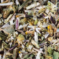 Verge d'or bio partie aerienne 30g de Herboristerie et Esotérisme à Libourne dans 🫖 Thés, tisanes et infusions
