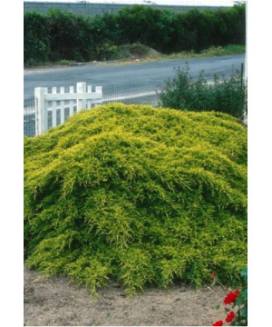 Genevrier hybride Old Gold 50cm de Plantes Silence ça pousse dans Conifères de rocailles en livraison