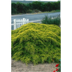 Genevrier hybride Old Gold 50cm de Plantes Silence ça pousse dans Conifères de rocailles en livraison