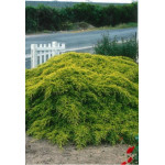 Genevrier hybride Old Gold 50cm de Plantes Silence ça pousse dans Conifères de rocailles en livraison