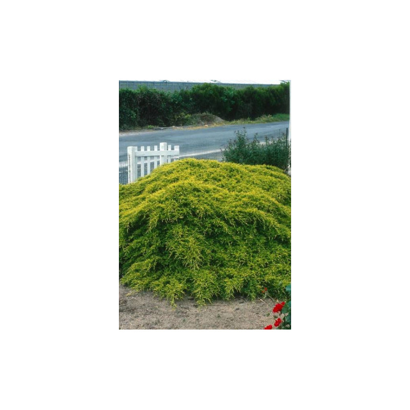 Genevrier hybride Old Gold 50cm de Plantes Silence ça pousse dans Conifères de rocailles en livraison
