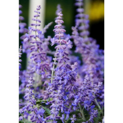 Sauge de Siberie Lacey Blue 80cm de Plantes Silence ça pousse dans Arbustes caducs en livraison