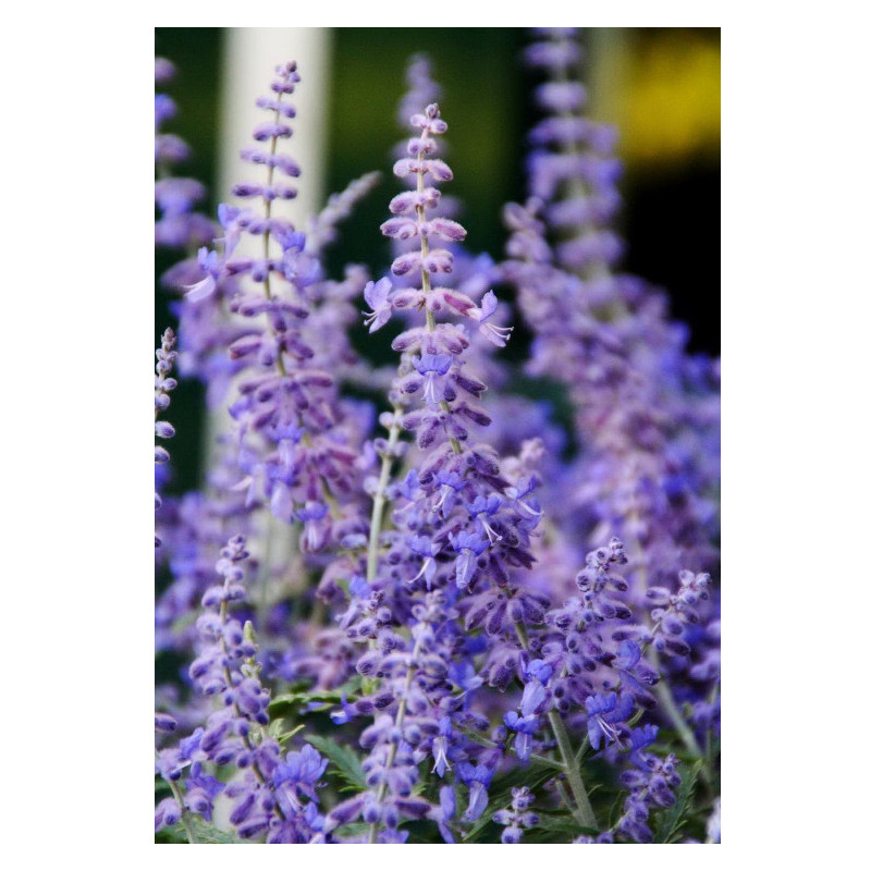 Sauge de Siberie Lacey Blue 80cm de Plantes Silence ça pousse dans Arbustes caducs en livraison