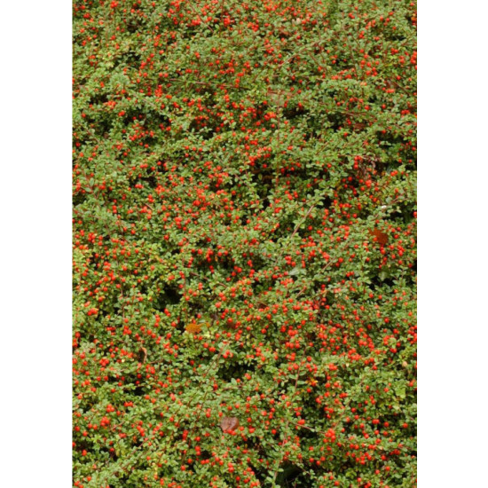 Cotoneaster rampant 30cm Silence ca pousse de Plantes Silence ça pousse dans Arbustes caducs en livraison
