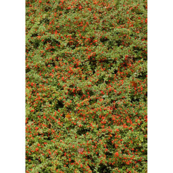 Cotoneaster rampant 30cm Silence ca pousse de Plantes Silence ça pousse dans Arbustes caducs en livraison
