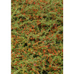 Cotoneaster rampant 30cm Silence ca pousse de Plantes Silence ça pousse dans Arbustes caducs en livraison