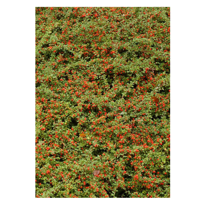 Cotoneaster rampant 30cm Silence ca pousse de Plantes Silence ça pousse dans Arbustes caducs en livraison