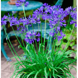 AGAPANTHUS BRILLIANT BLUE R C4,5 TF/BU de Plantes Silence ça pousse dans Plantes à petits fruits (kiwi, myrtilles, groseilles...