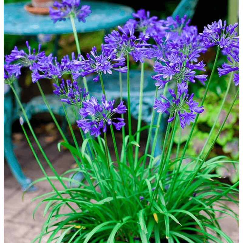 AGAPANTHUS BRILLIANT BLUE R C4,5 TF/BU de Plantes Silence ça pousse dans Plantes à petits fruits (kiwi, myrtilles, groseilles...