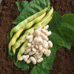 Haricot Rame Bigourdan Type Tarbais 200g -graine de Les Doigts Verts - graines de Gironde à Bordeaux dans Graines de Haricot