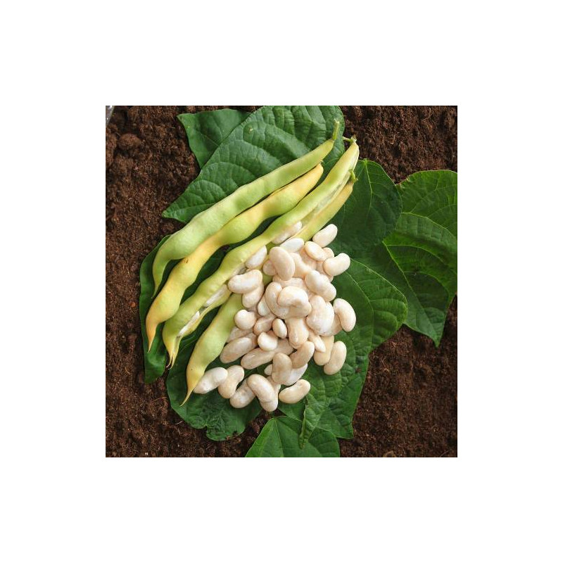 Haricot Rame Bigourdan Type Tarbais 200g -graine de Les Doigts Verts - graines de Gironde à Bordeaux dans Graines de Haricot