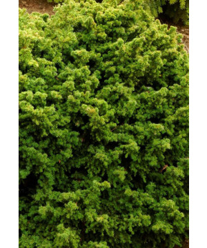 CRYPTOMERIA J,VILMORINIANA C4,5 de Plantes Silence ça pousse dans Conifères de rocailles en livraison