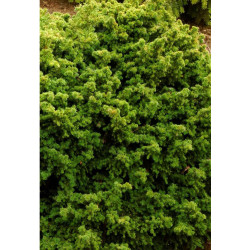 CRYPTOMERIA J,VILMORINIANA C4,5 de Plantes Silence ça pousse dans Conifères de rocailles en livraison