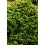 CRYPTOMERIA J,VILMORINIANA C4,5 de Plantes Silence ça pousse dans Conifères de rocailles en livraison
