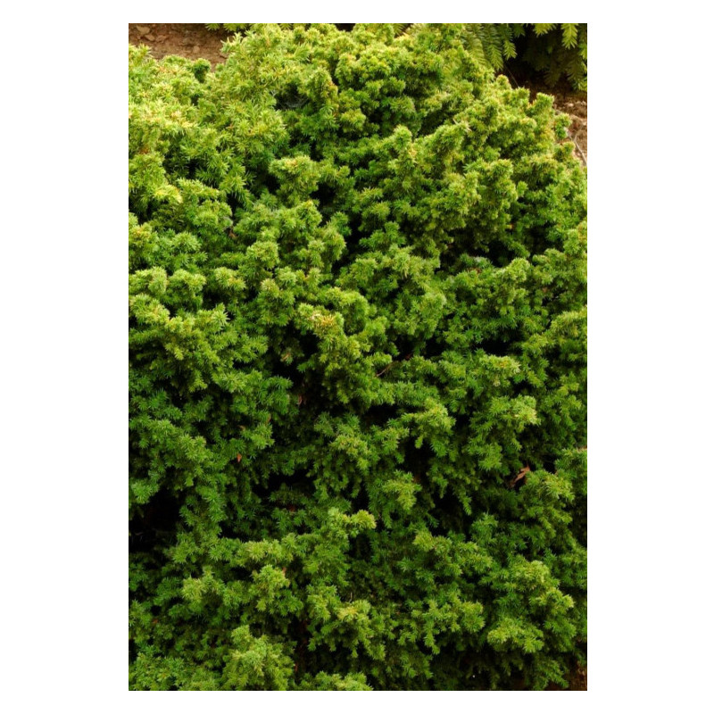 CRYPTOMERIA J,VILMORINIANA C4,5 de Plantes Silence ça pousse dans Conifères de rocailles en livraison