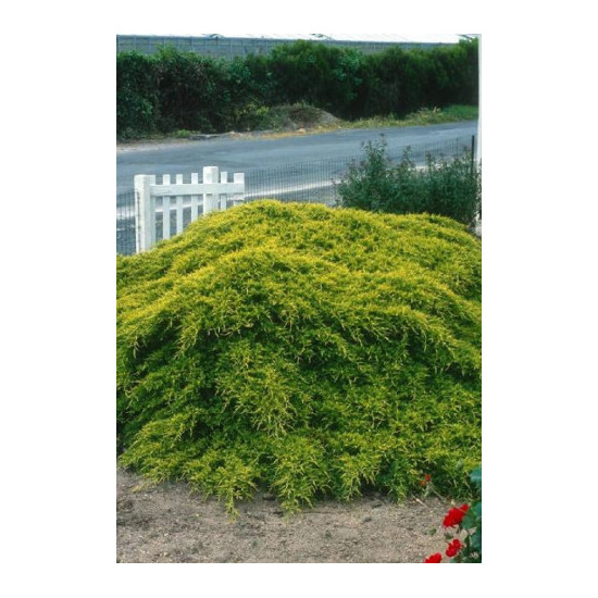 Genevrier hybride Old Gold 50cm de Plantes Silence ça pousse dans Conifères de rocailles en livraison