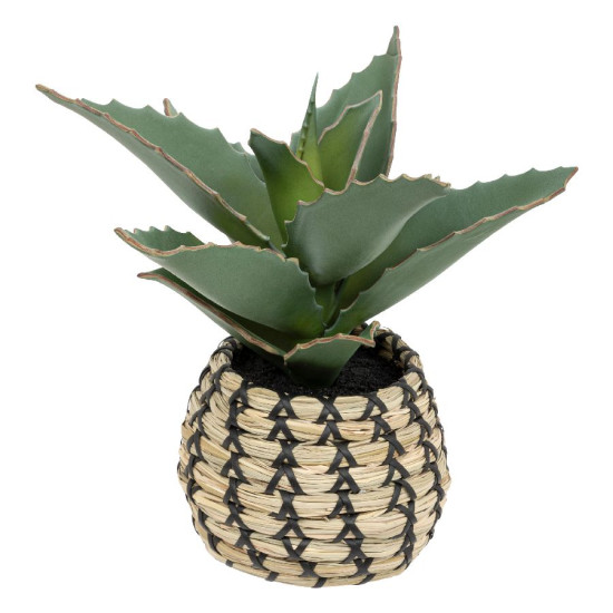 Plante samourai pio dans pot h26cm de J-Line by Jolipa - Déco intérieur dans J031