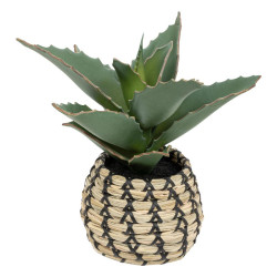 Plante samourai pio dans pot h26cm de J-Line by Jolipa - Déco intérieur dans J031