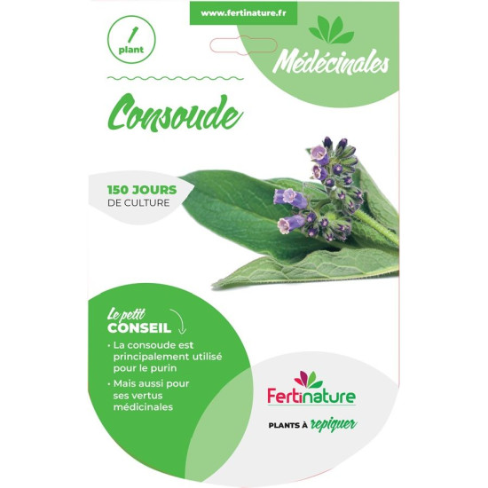 Consoude 1 plant de Jardinerie Bordeaux Libourne Gironde dans C126