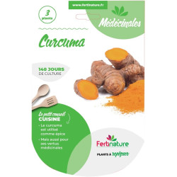 Curcuma 3 plants de Jardinerie Bordeaux Libourne Gironde dans C126
