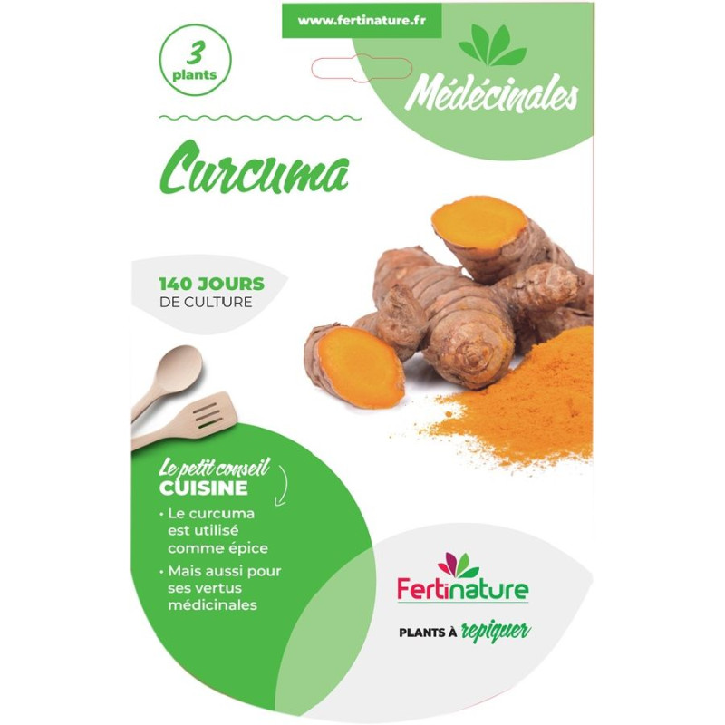 Curcuma 3 plants de Jardinerie Bordeaux Libourne Gironde dans C126
