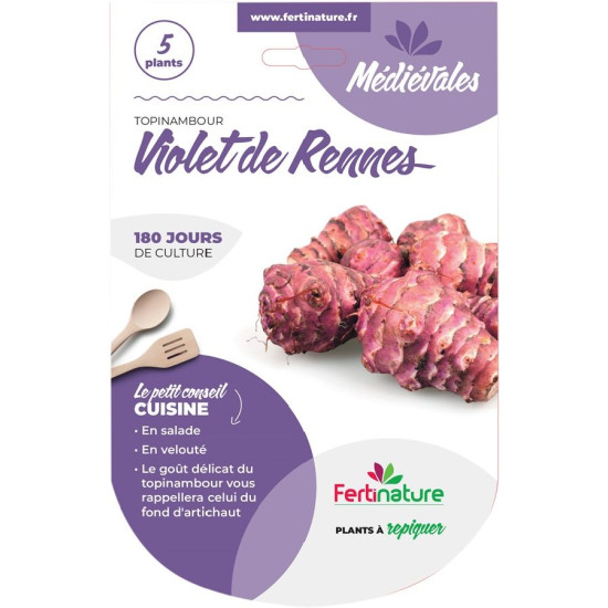 Topinambour violet 5 plants de Jardinerie Bordeaux Libourne Gironde dans C126