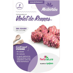 Topinambour violet 5 plants de Jardinerie Bordeaux Libourne Gironde dans C126