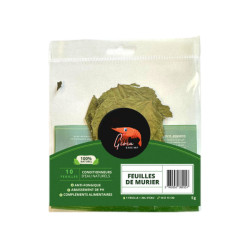 Feuilles de mûrier x10 pour crevettes de Gioia Shrimp, les lollies dans G0901
