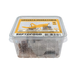 Repto criquets migrateurs m box de Jardinerie Bordeaux Libourne Gironde dans A075