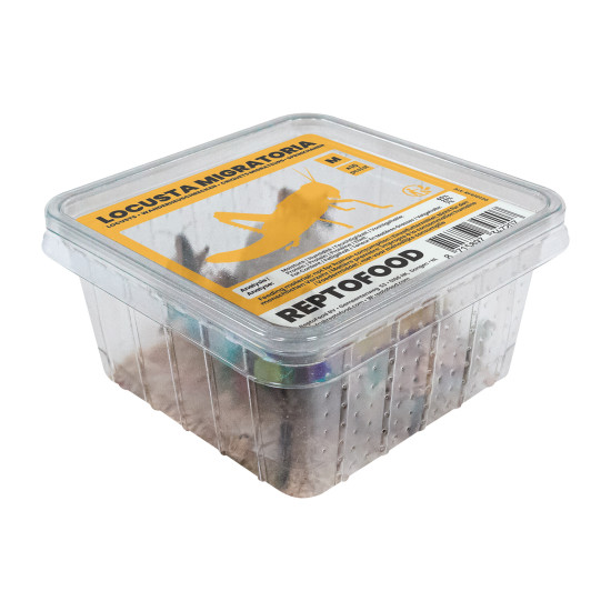 Repto criquets migrateurs m box de Jardinerie Bordeaux Libourne Gironde dans A075
