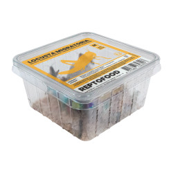 Repto criquets migrateurs m box de Jardinerie Bordeaux Libourne Gironde dans A075