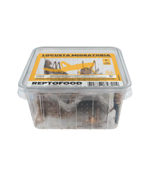 Repto criquets migrateurs l box (semi-adultes) de Jardinerie Bordeaux Libourne Gironde dans A075