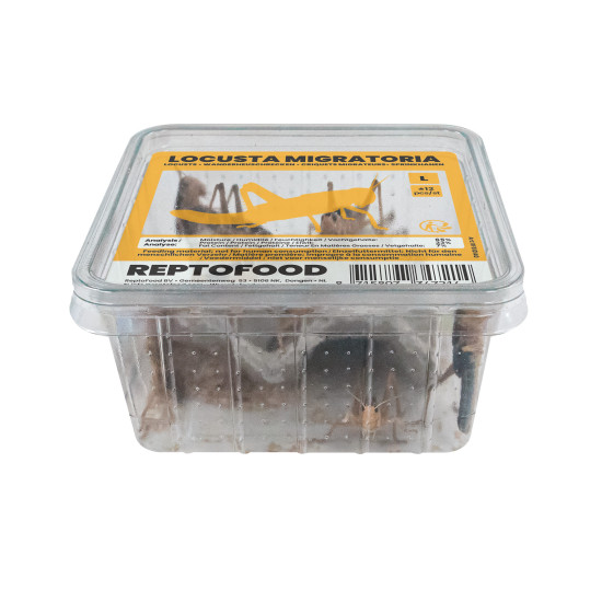 Repto criquets migrateurs l box (semi-adultes) de Jardinerie Bordeaux Libourne Gironde dans A075