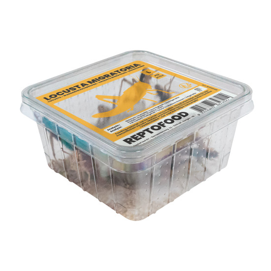 Repto criquets migrateurs l box (semi-adultes) de Jardinerie Bordeaux Libourne Gironde dans A075