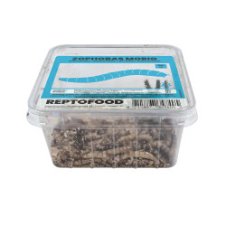 Repto vers morio box 50g de Jardinerie Bordeaux Libourne Gironde dans A075