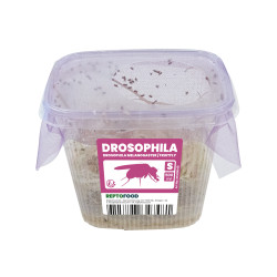 Repto drosophiles melanogaster s de Jardinerie Bordeaux Libourne Gironde dans A075