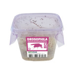 Repto drosophiles melanogaster s de Jardinerie Bordeaux Libourne Gironde dans A075