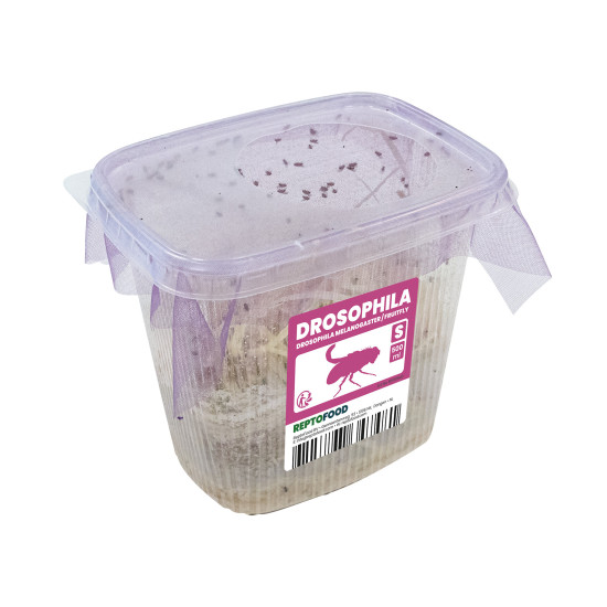 Repto drosophiles melanogaster s de Jardinerie Bordeaux Libourne Gironde dans A075