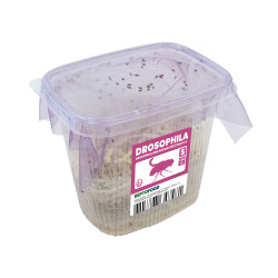 Repto drosophiles melanogaster s de Jardinerie Bordeaux Libourne Gironde dans A075
