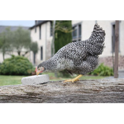 Bloc a picorer magalli 1kg de Animalerie Libourne et Bordeaux - Gironde dans Complements pour poules