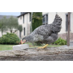 Bloc a picorer magalli 1kg de Animalerie Libourne et Bordeaux - Gironde dans Complements pour poules